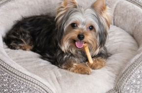 Luxury Rhinestone Dog Bed — Handmade Designer Pet Bed